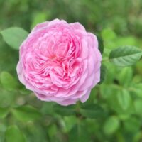 rosa kiss me kate rose pink buff rose fluffy ruffled climbing rose