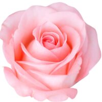 Rose 'Falling in Love™' Bush rose soft pink hybrid tea