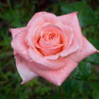 Sonia hybrid tea rose pink cut flower rose garden