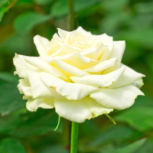 Rosa hybrid tea Tineke white rose