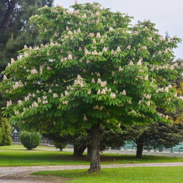 Aesculus hippocastanum Horse Chestnut Tree flowering advanced tree large green foliage