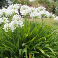 Agapanthus praecox orientalis Snowball white flower heads green strappy foliage African Lily or Lily of the Nile