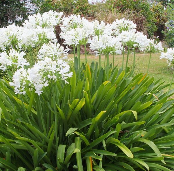 Agapanthus praecox orientalis Snowball white flower heads green strappy foliage African Lily or Lily of the Nile
