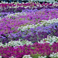 Alyssum Easter Bonnet Mix Sweet Alyssum Lobularia maritima mixture purple mauve pink white flowering