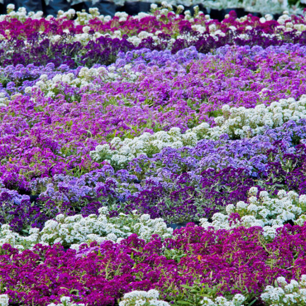 Alyssum Easter Bonnet Mix Sweet Alyssum Lobularia maritima mixture purple mauve pink white flowering