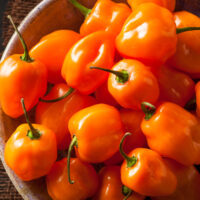 A bowl of fresh Capsicum 'Habanero Orange' chillies, some with green stalks, sits on dark wood—ideal for planting in your 10cm pot garden.