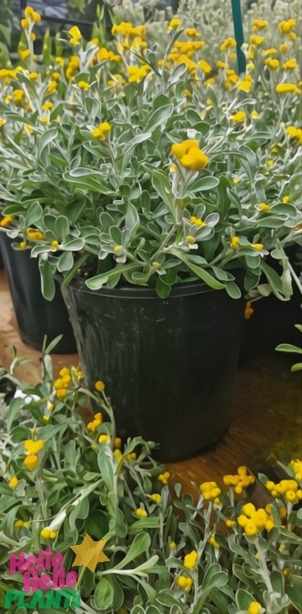 A Chrysocephalum 'Yellow Buttons' in an 8" pot showcases lush green foliage and small yellow buttons, surrounded by similar plants on a wooden surface.