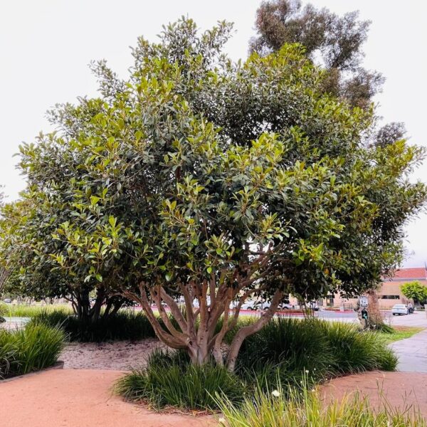Ficus rubiginosa Port Jackson Fig Large Tree evergreen multiple branches advanced