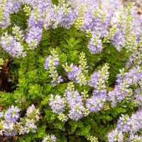 A green shrub with small, densely packed lavender-like violet flowers grows harmoniously next to a spread of Dymondia 'Silver Carpet' 3" Pot (Bulk Buy of 20) in a rocky garden.