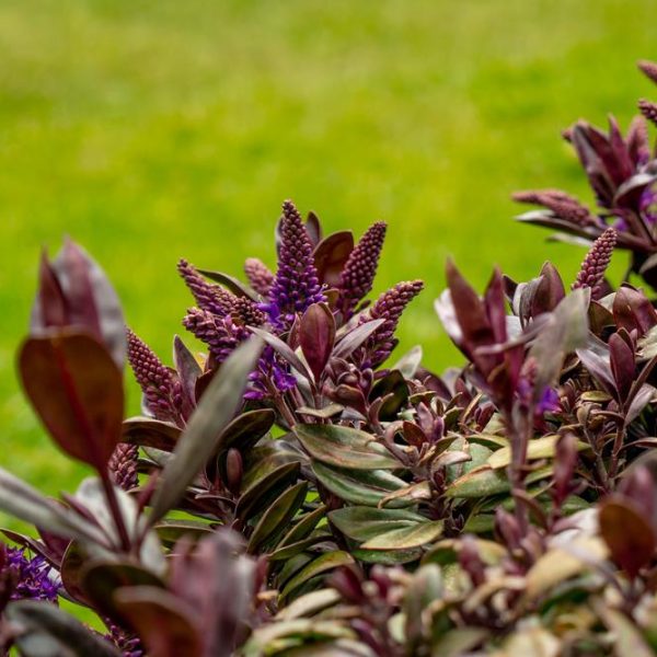 Close-up of a plant with dark purple leaves and small purple flowers, gracefully contrasting against a lush green grass backdrop, reminiscent of a Dymondia 'Silver Carpet' 3" Pot (Bulk Buy of 20)'s delicate beauty.