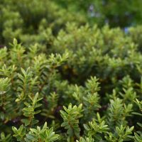 Close-up of dense green shrubbery with small, glossy leaves, reminiscent of Dymondia 'Silver Carpet' 3" Pot (Bulk Buy of 20), filling the frame.