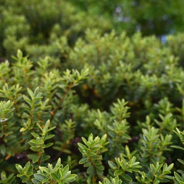 Close-up of dense green shrubbery with small, glossy leaves, reminiscent of Dymondia 'Silver Carpet' 3" Pot (Bulk Buy of 20), filling the frame.