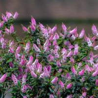 A bush with numerous small pink and white flowers in bloom against a blurred background, reminiscent of the delicate beauty of Dymondia 'Silver Carpet' 3" Pot (Bulk Buy of 20).