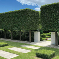 Hedging & Screening Plants
