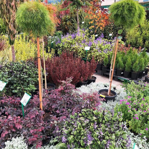 A plant display at Hello Hello plants during autumn