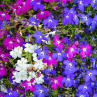 Lobelia hybrid Matted Lobelia Mix small star shaped flowers blue and purple mix groundcover