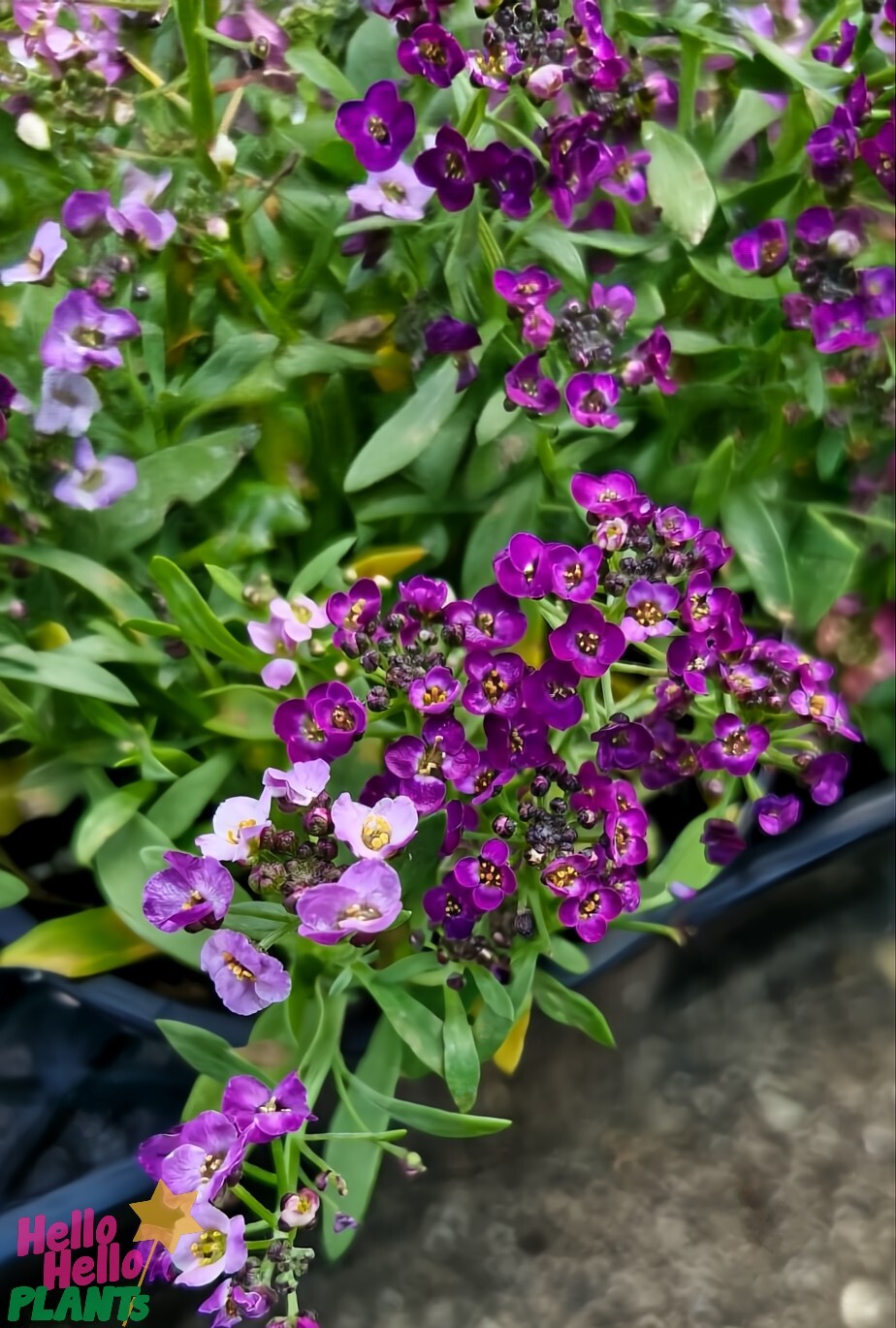 Close-up of vibrant purple and light pink blooms of Lobularia 'Easter Bonnet Mix' Sweet Alyssum in a 4" pot, with green foliage in the background. The small, clustered flowers display a delightful variety of shades.
