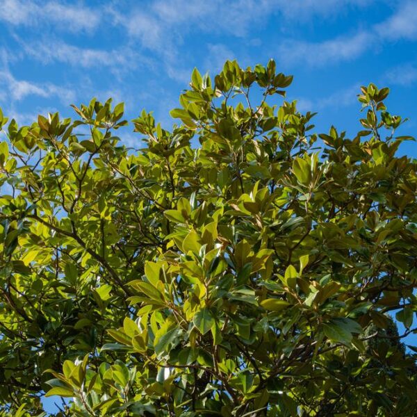 Magnolia grandiflora Greenback magnolia tree advanced large branches green leaves