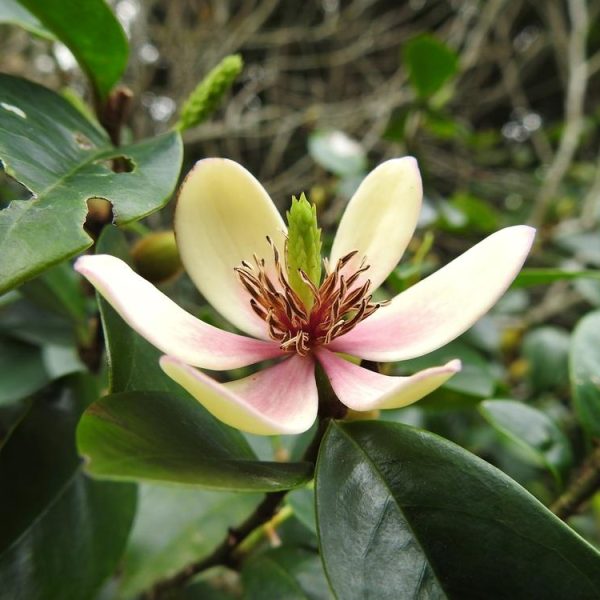 Close-up of a cream and pink flower with dark stamens, surrounded by lush green leaves and a sprawling Dymondia 'Silver Carpet' 3" Pot (Bulk Buy of 20).