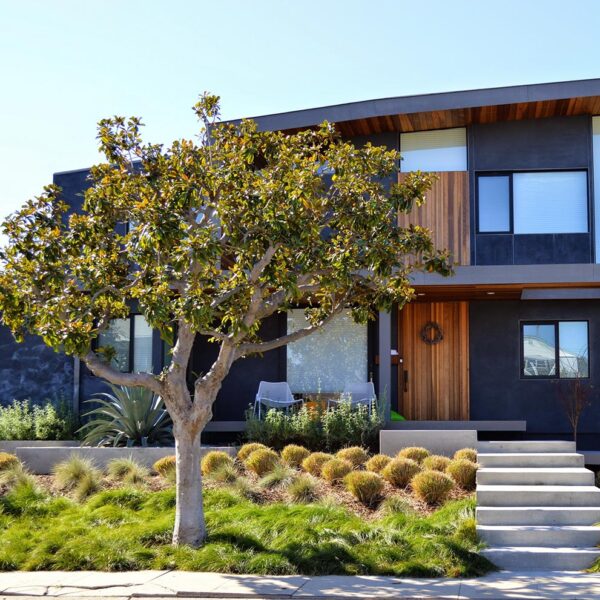 A modern fusion garden with grasses, aloe and a manicured Queensland Box tree