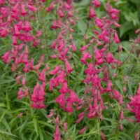 Penstemon Rose Robin Beardtongue plant hot pink tubular flowers herbaceous woody flowering perennial