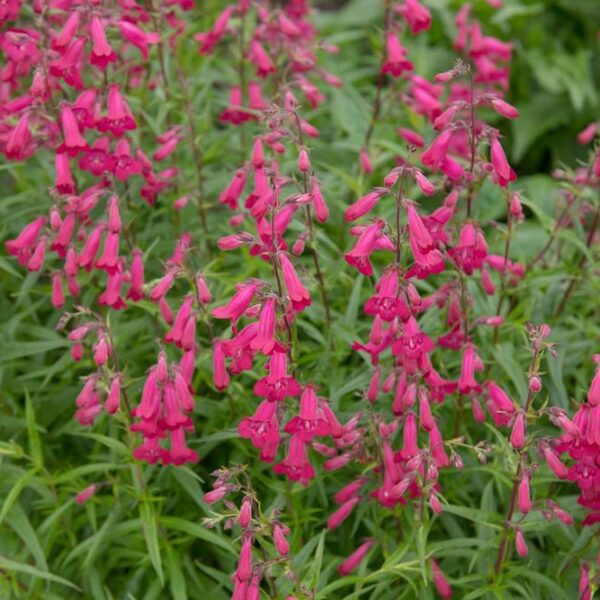 Penstemon Rose Robin Beardtongue plant hot pink tubular flowers herbaceous woody flowering perennial