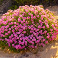 Pimelea ferruginea Bonne Petite Rice Flower Masses of bright pink flowers green foliage coastal shrub