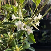 Rhododendron subgenus Vireya White trumpet shaped flowers fragrant dark green leaves