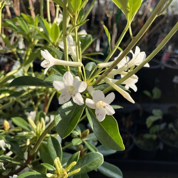 Rhododendron subgenus Vireya White trumpet shaped flowers fragrant dark green leaves