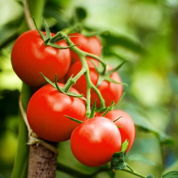 Solanum lycopersicum Tomato Sweetie small shiny red circular fruits mini tomato sweet