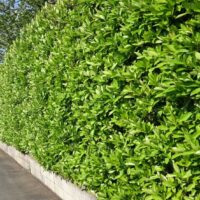 Viburnum odoratissimum Emerald Lustre Hedge Screening Green lush foliage dense shrub glossy leaves