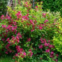 Weigela Eva Rathke Shrub Weigela florida green foliage hot pink flowers
