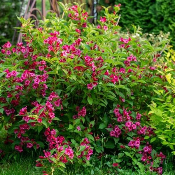Weigela Eva Rathke Shrub Weigela florida green foliage hot pink flowers