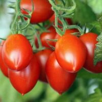 A cluster of ripe, red, oval-shaped Tomato 'Nipple' fruits grows on the vine among green leaves in a 10cm pot.