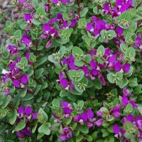 Polygala