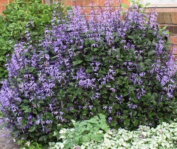 Plectranthus Mona Lavender