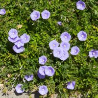 Convolvulus 'Blue'