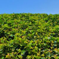 Acmena smithii Green Screen Lilly Pilly against a blue sky hedge australian native green lush foliage leaves
