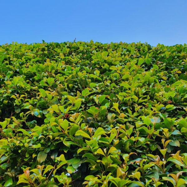 Acmena smithii Green Screen Lilly Pilly against a blue sky hedge australian native green lush foliage leaves