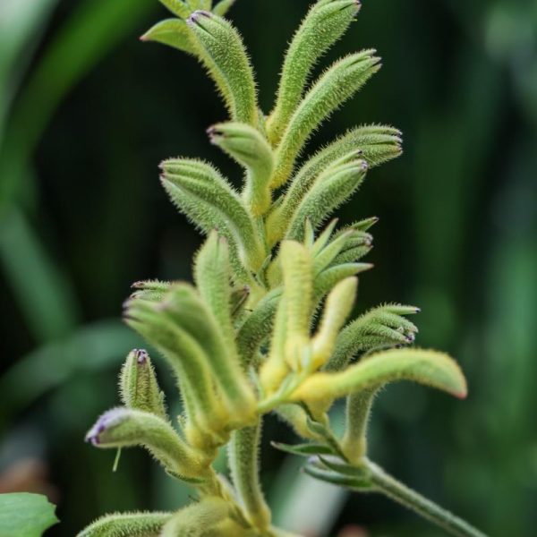 Anigozanthos flavidus close up Green flower Kangaroo Paw
