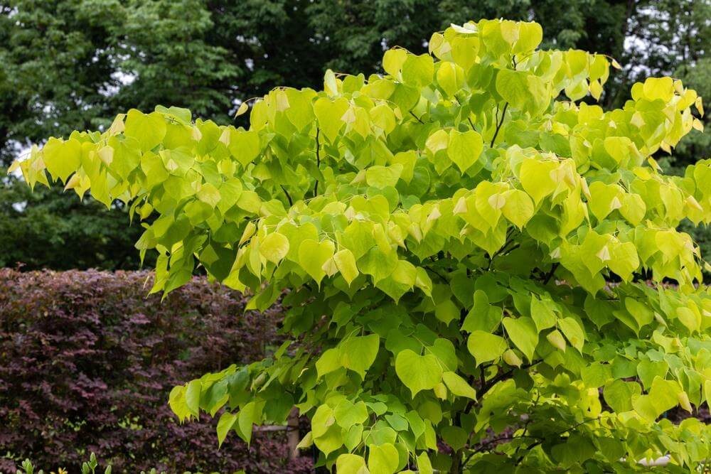 A Cercis 'Golden Leaf' Eastern Redbud thrives in a 10" pot, showcasing bright green, heart-shaped leaves against darker foliage and a hedge.