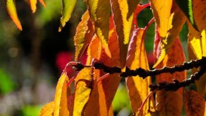 Cheals Weeping Cherry