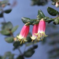 Correa reflexa Native Fuchsia flowers hanging off a branch with green leaves. Lovely trumpet shaped pink and lime green flowers