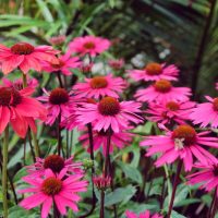 Pink echinacea flowers in a garden.
