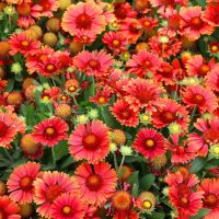 A field of Gaillardia 'Mesa Red' Blanket Flowers burnt orange red with yellow tips daisy like flowers
