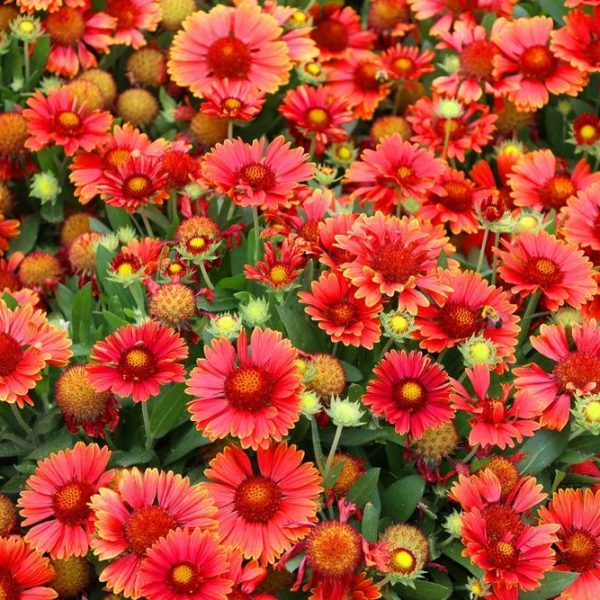 A field of Gaillardia 'Mesa Red' Blanket Flowers burnt orange red with yellow tips daisy like flowers