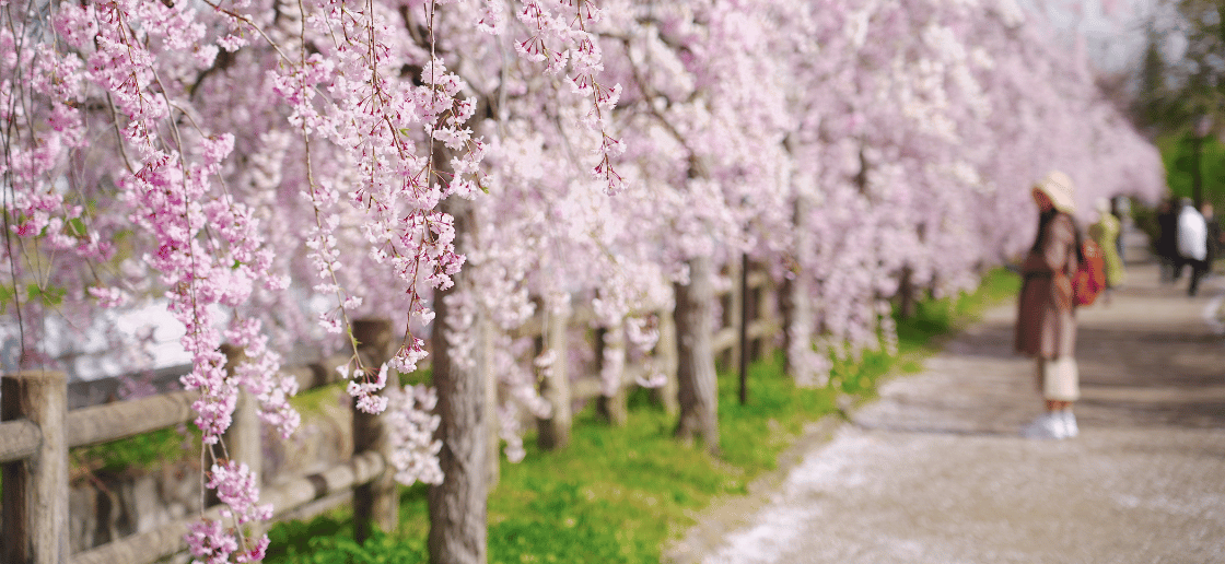 5 Top Weeping Cherries