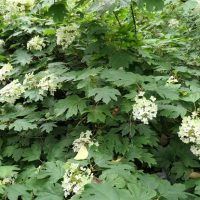 Hydrangea quercifolia Pee Wee bush with white flowers and green leaves
