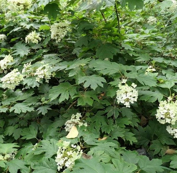 Hydrangea quercifolia Pee Wee bush with white flowers and green leaves