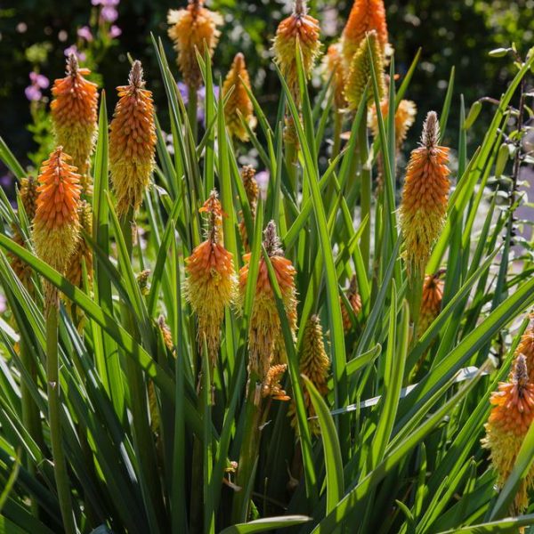 A bunch of Kniphofia uvaria 'Scorched Corn' flowers in a garden green leaves Torch Lily or Poker